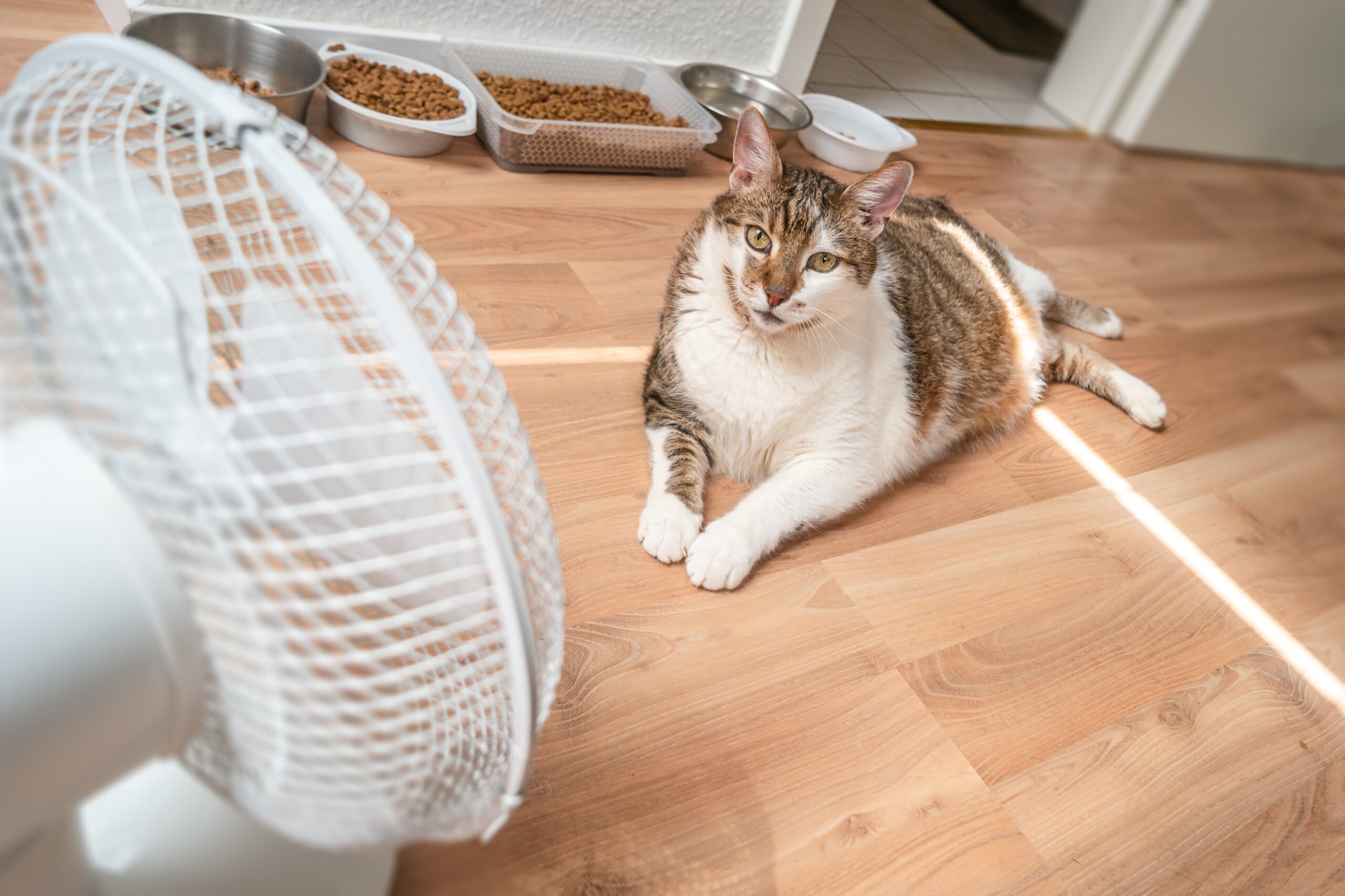 Heat-Related Injuries and Pets