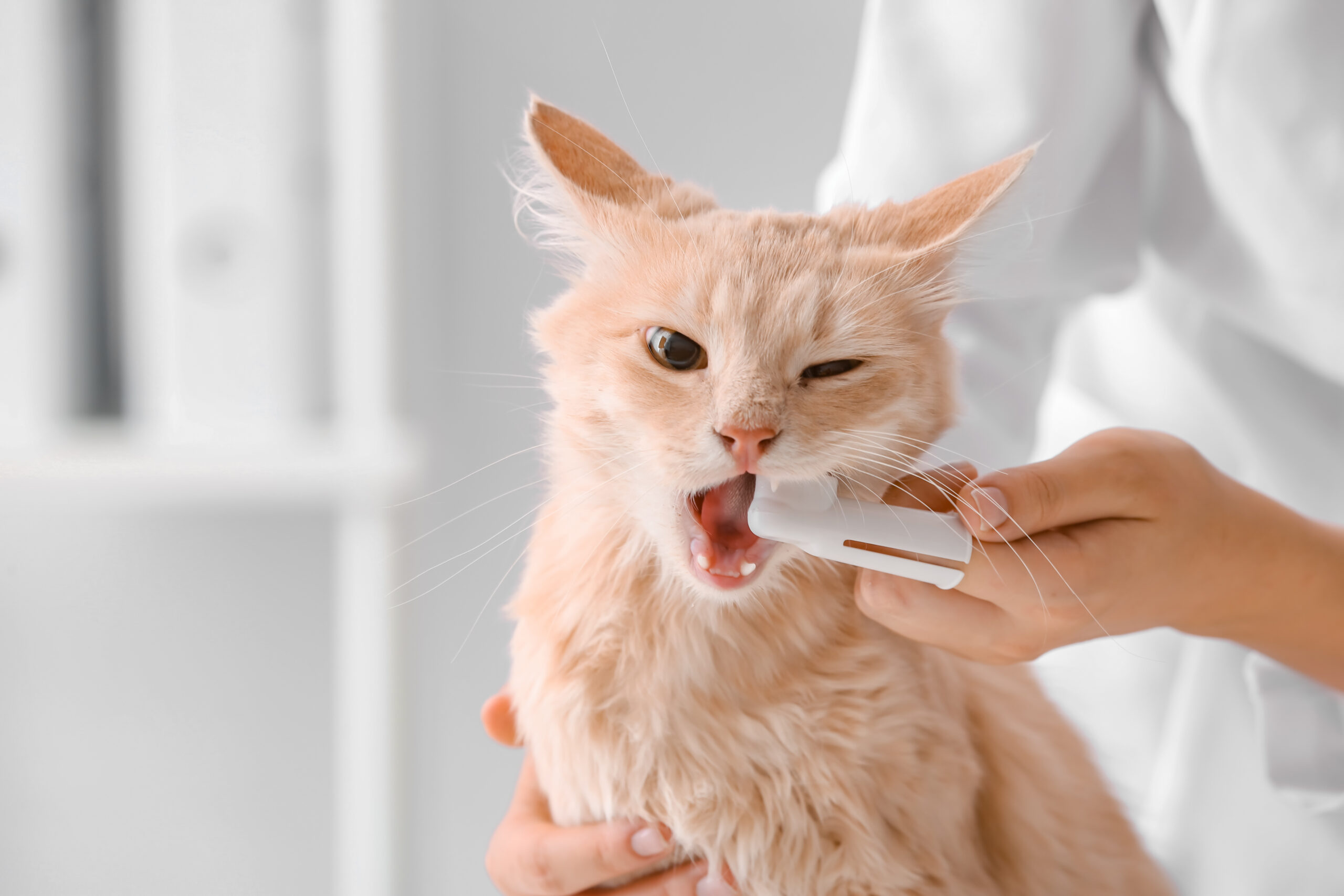 The Importance of Good Oral Hygiene for Dogs and Cats